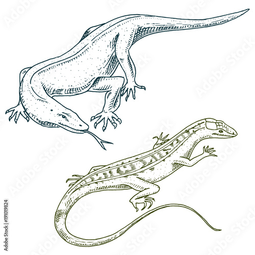 Komodo dragon monitor, American Sand lizard, exotic reptiles or snakes in Europe. wild animals lacertian in nature. vector illustration for book or pet store, zoo. engraved hand drawn.