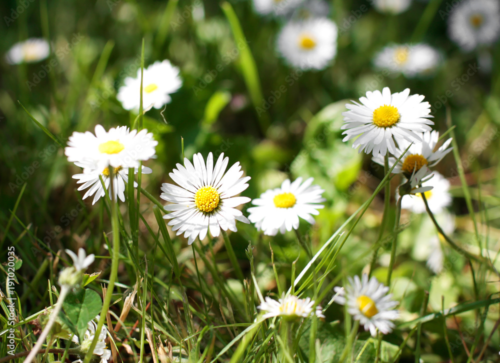 Gänseblümchen, Margeriten und Tausendschönchen im Frühling Gänseblümchen, Margeriten und Tausendschönchen im Frühling