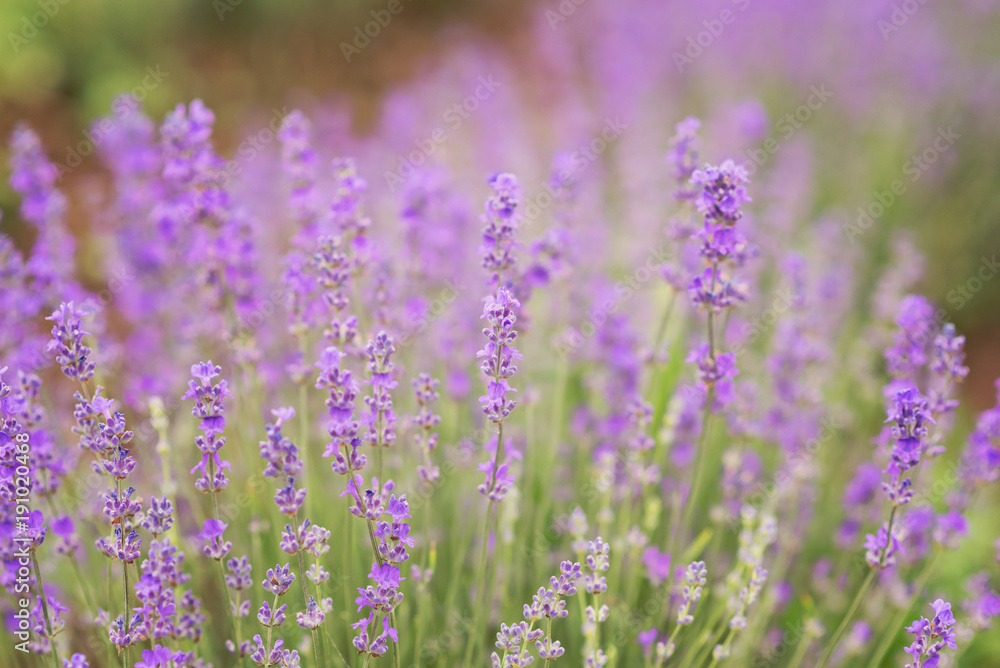 Close-up of lavender kissed from the morning sun. Close-up of lavender kissed from the morning sun.