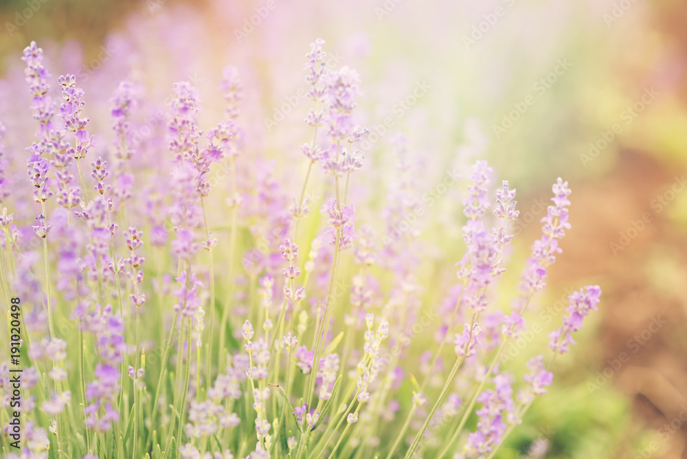Obraz premium Close-up of lavender kissed from the morning sun. 
