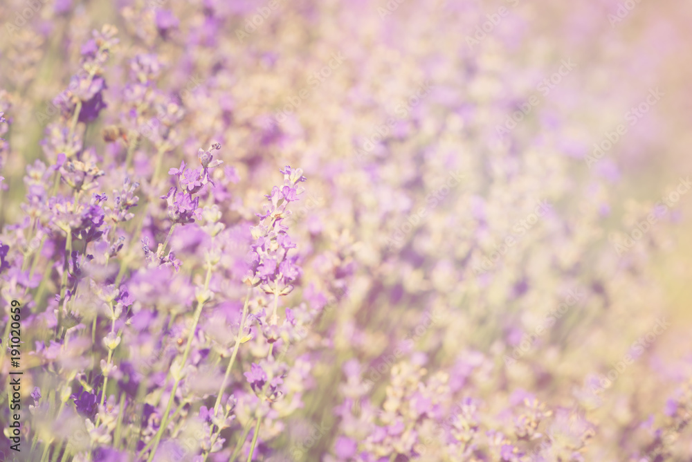 Close-up of lavender kissed from the morning sun. 