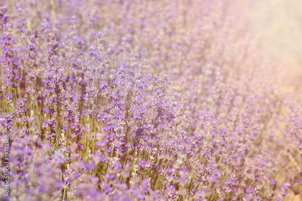 Fototapeta premium Close-up of lavender kissed from the morning sun. 