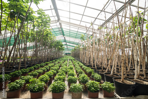 Nursery. seedlings of trees and flowers