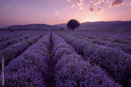 Fototapeta Naklejka Na Ścianę i Meble -  Lavender fields. Beautiful image of lavender field. Summer sunset landscape, contrasting colors. Dark clouds, dramatic sunset.