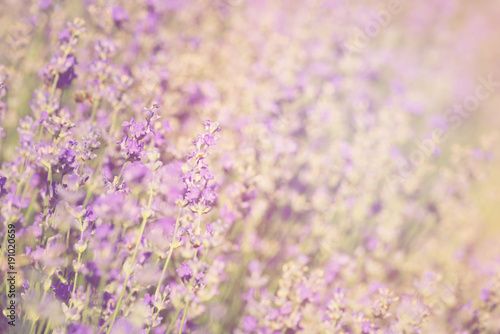 Close-up of lavender kissed from the morning sun. 