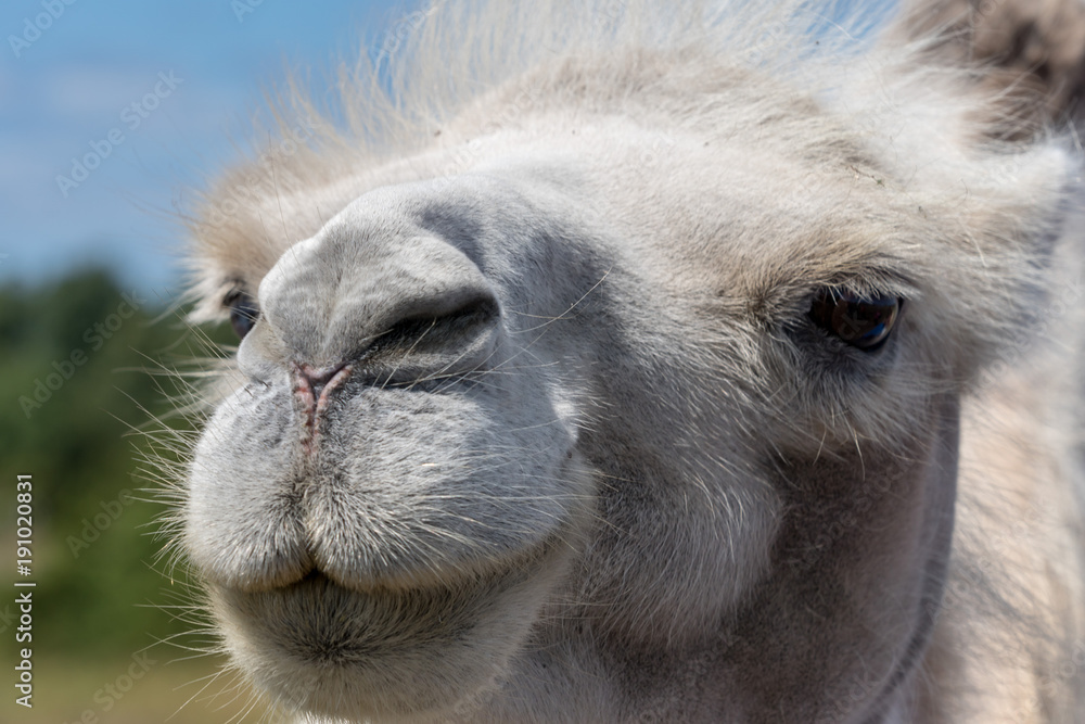 Closeup portrait of cute white female camel