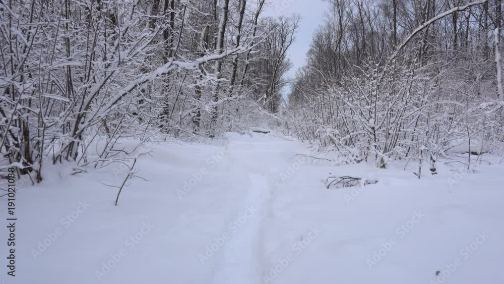Panorama of the winter forest Panorama of the winter forest