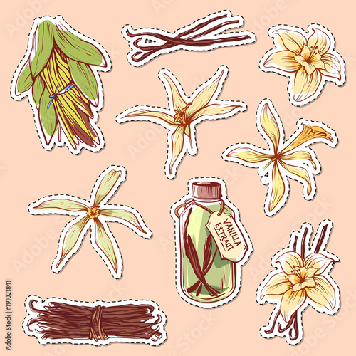 Natural vanilla spice isolated labels. Exotic asian spice for dessert or parfum industry vector illustration. Vanilla flower sticks, leaves and extract oil bottle elements on brown background.