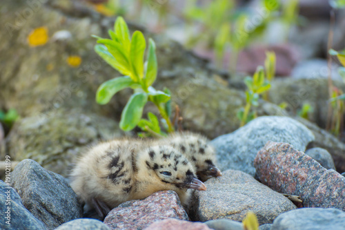 Two young Large White-headed Gull Chicks abandoned on the sea shore of the Lonna island in southern Finland