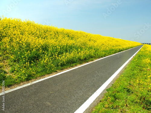 菜の花咲くサイクリング道路