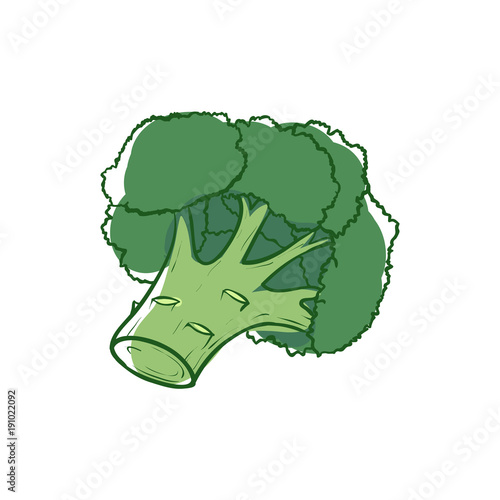 Ripe broccoli sprouts icon isolated on white background. Natural vegetable, healthy vegan nutrition, organic farming vector illustration