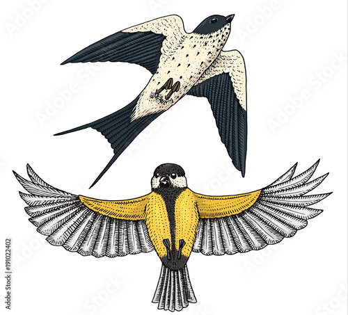 Small birds of barn swallow or martlet and parus or titmouse or great tit in Europe. Exotic tropical animal icons. Use for wedding, party. engraved hand drawn in old sketch.