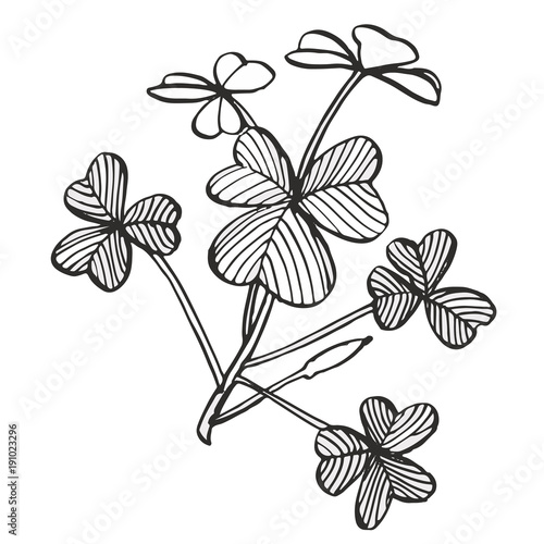Clover vector set. Isolated wild plant and leaves on white background. Herbal engraved style illustration. Detailed botanical sketch.