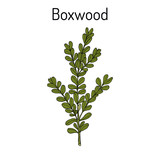 Boxwood Buxus sempervirens , or European box, medicinal plant