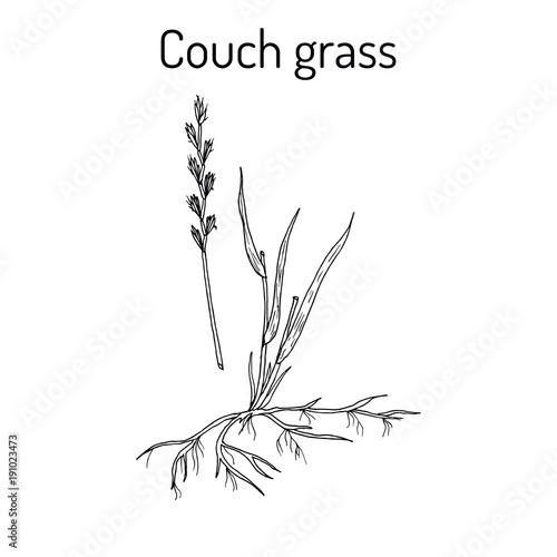 Couch grass, elymus repens, or twitch, medicinal plant photo