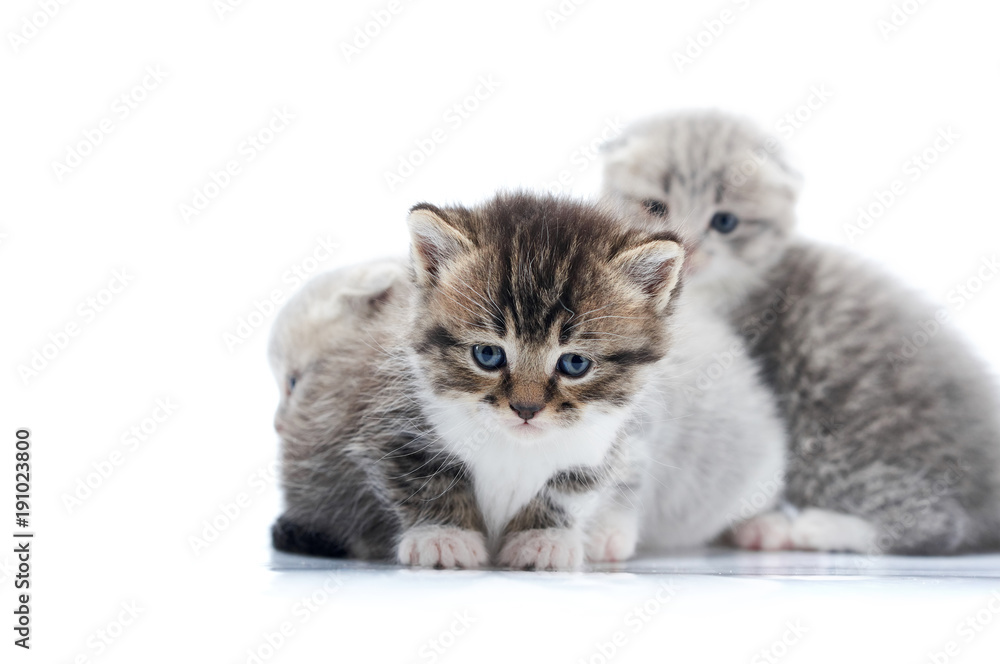 Dark brown newborn kitten with blue eyes being anxious while posing for a photoset in white studio, others palying in the background. Blurred fluffy adorable cute amusing curious kitties cats