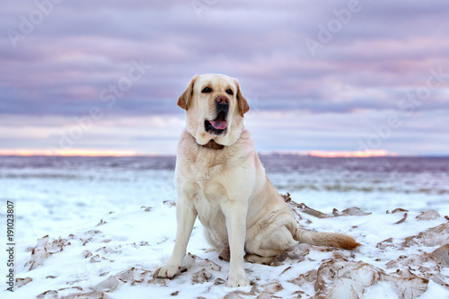 Dog breed labrador against the backdrop of the harsh winter sunset in the northern sky