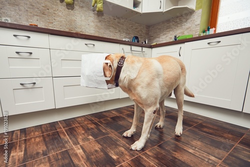 Naughty dog in home kitchen