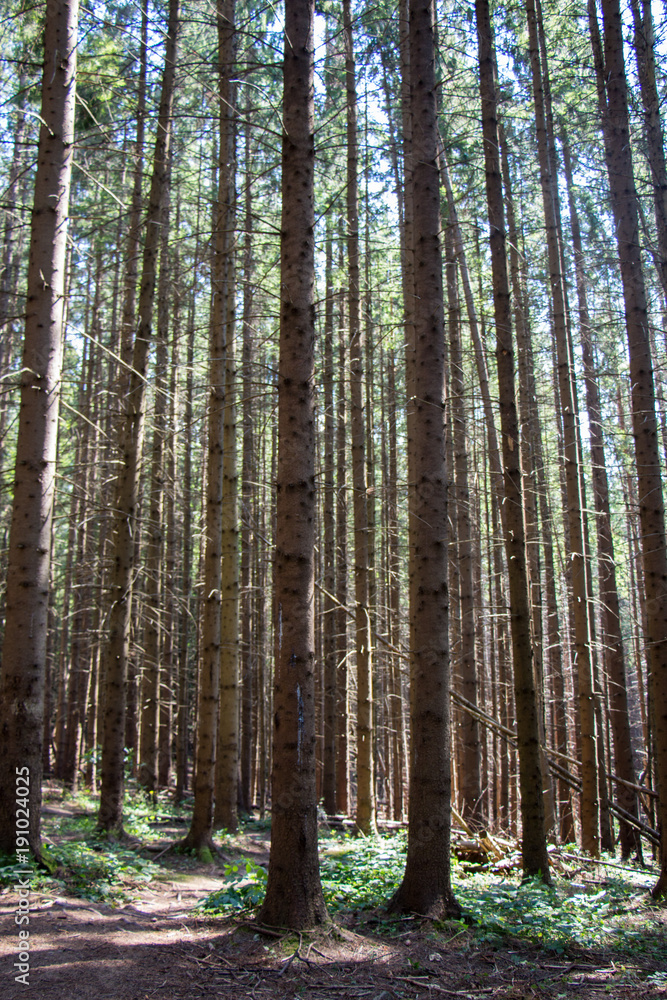 Obraz premium Landscapes of the mountains and mountain forest. Carpathian mountains. Europe. Ukraine.