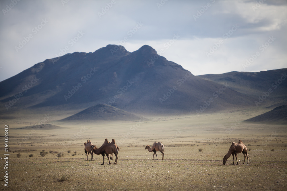 Camels in Mongolia