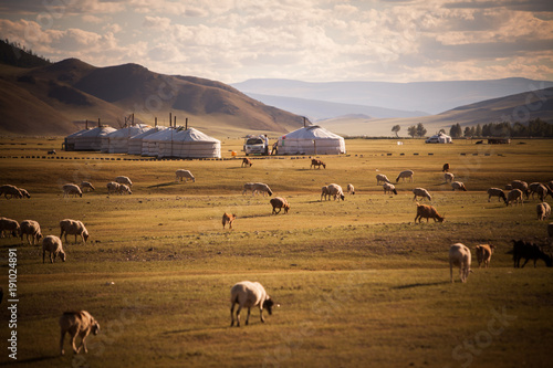 Mongolian yurts on a meadow