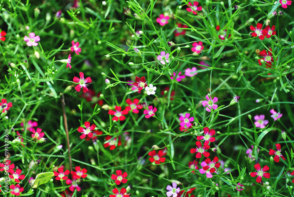 Field of Flowers with Small Colorful Petals