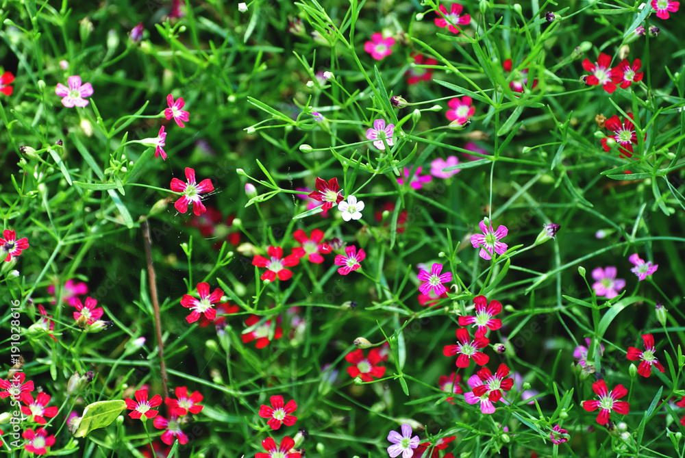 Field of Flowers with Small Colorful Petals Field of Flowers with Small Colorful Petals