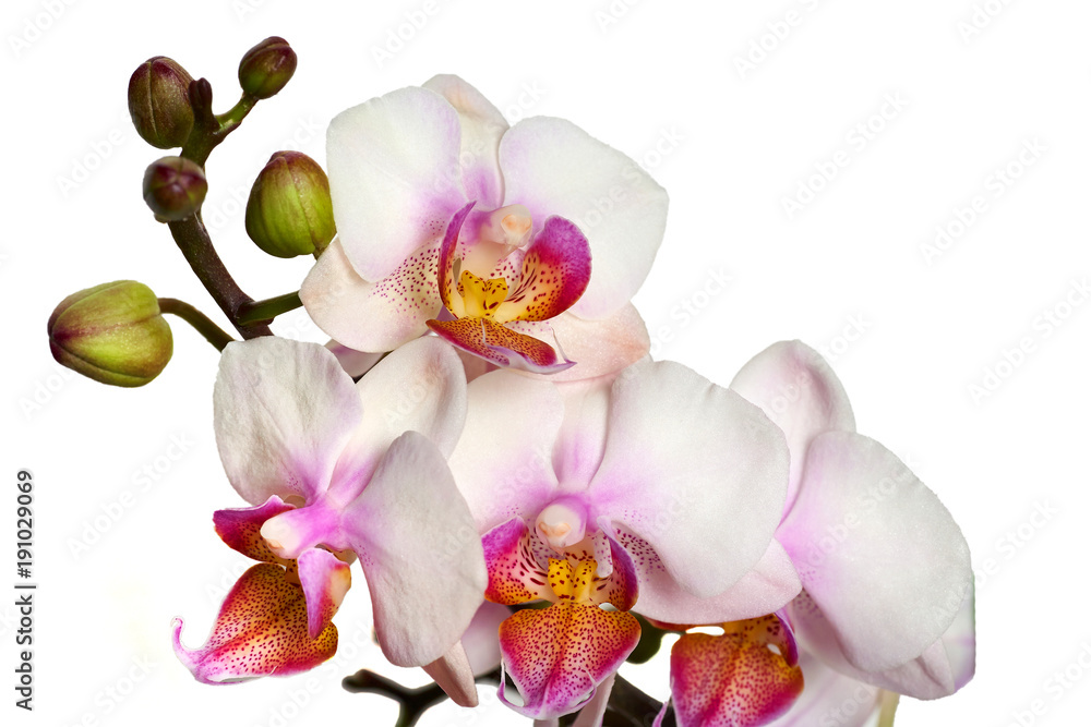 Phalaenopsis orchid close-up on a white background. Isolated. Phalaenopsis orchid close-up on a white background. Isolated.