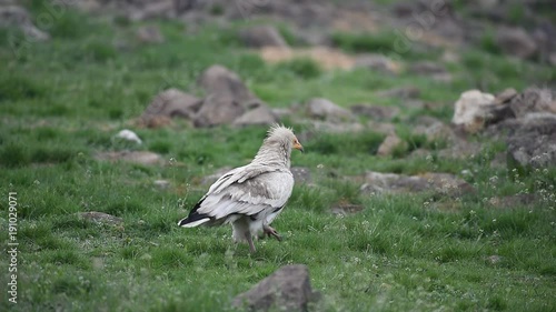 Egyptian Vulture walks along a green meadow photo