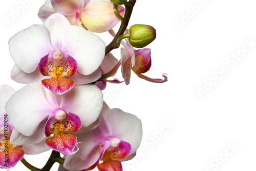 Phalaenopsis orchid close-up on a white background. Isolated. photo