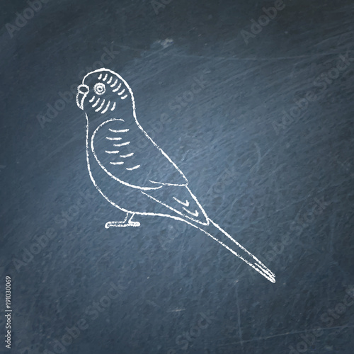 Budgerigar parrot icon sketch on chalkboard