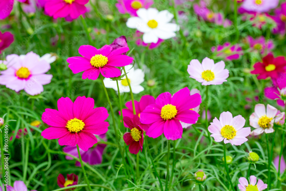 The blossom cosmos flowers in the green meadow or garden in the sunny day.