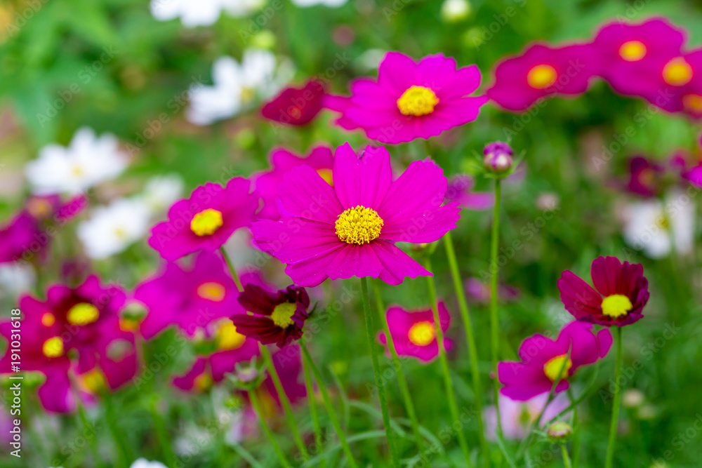 The blossom cosmos flowers in the green meadow or garden in the sunny day. The blossom cosmos flowers in the green meadow or garden in the sunny day.