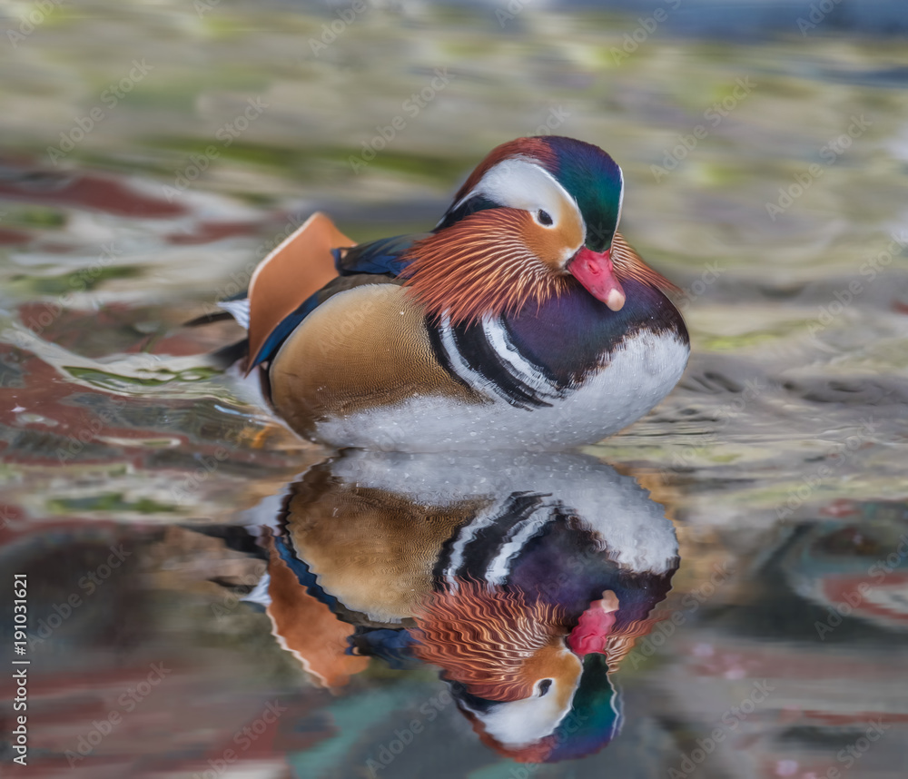 Mandarin duck (Aix galericulata) a perching duck species found in East Asia, closely related to the North American wood duck, the only other member of the genus Aix.
