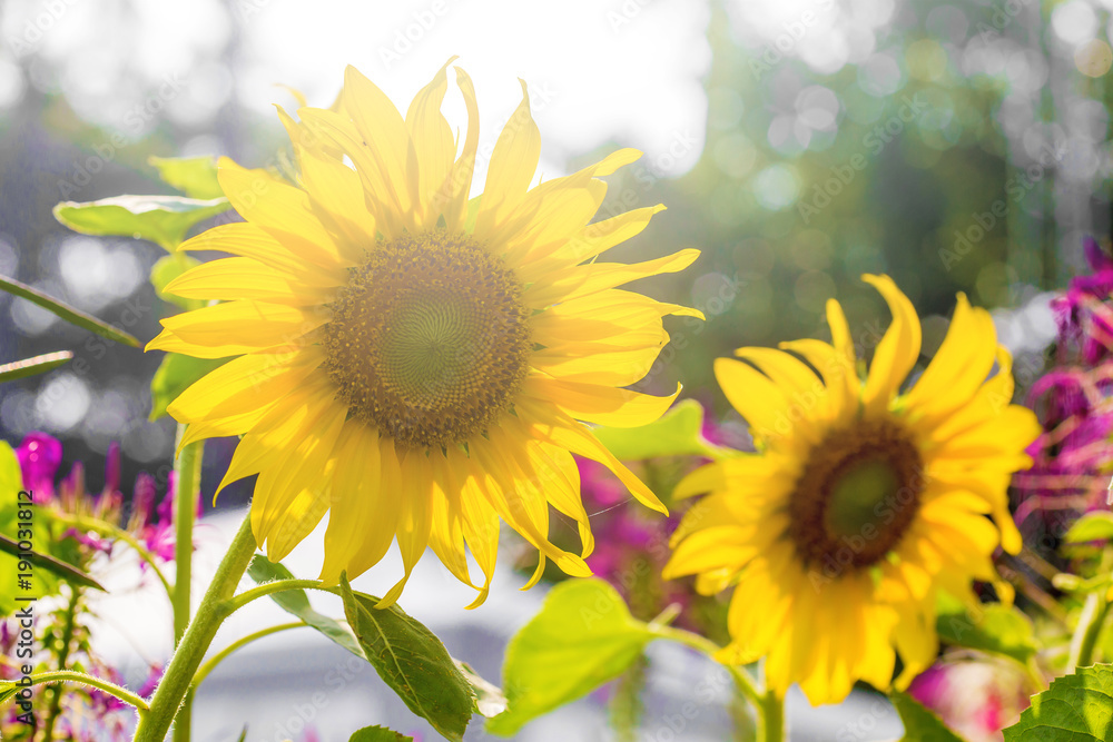 Obraz premium The blossom sun flowers in the garden with the light of sunny day.