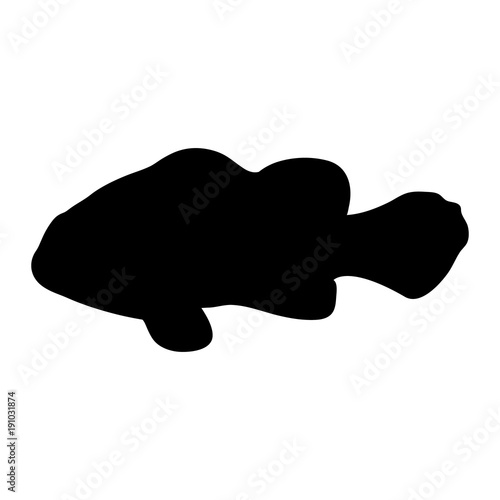 Isolated "Orange Clownfish" (or Percula Clownfish, Amphiprion Percula) black silhouette - Eps10 vector graphics and illustration