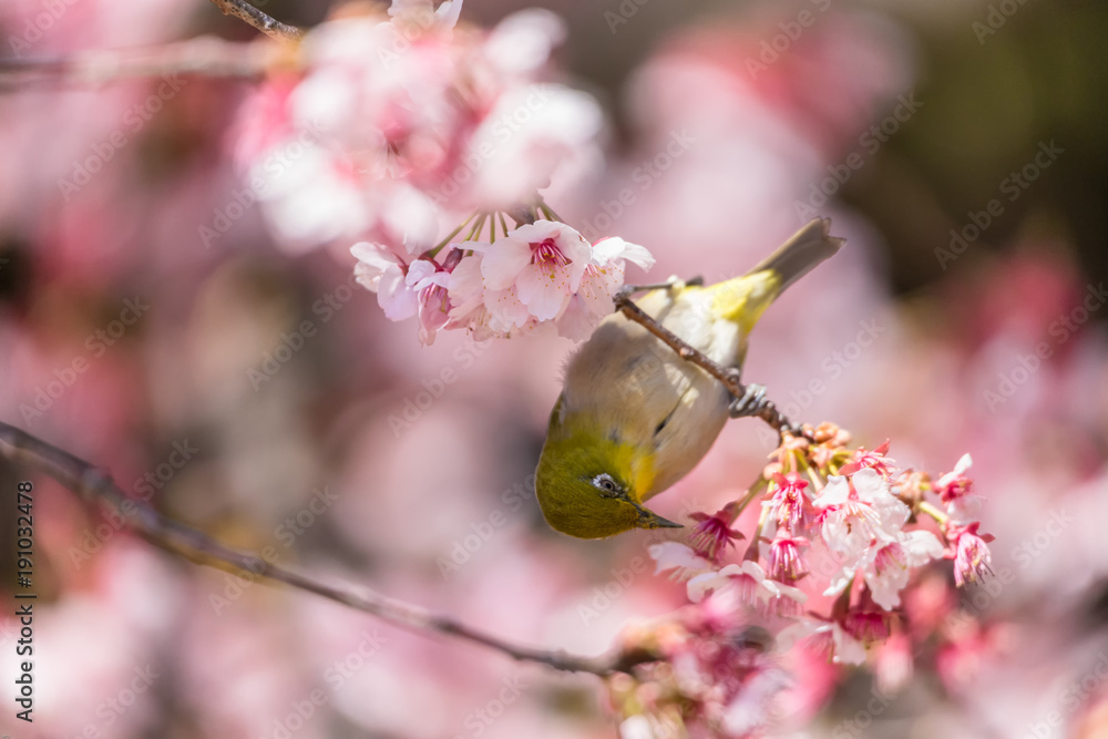 The Japanese White-eye.The background is cherry blossoms(Japanese name Kanzakura). Located in Tokyo Prefecture Japan. The Japanese White-eye.The background is cherry blossoms(Japanese name Kanzakura). Located in Tokyo Prefecture Japan.