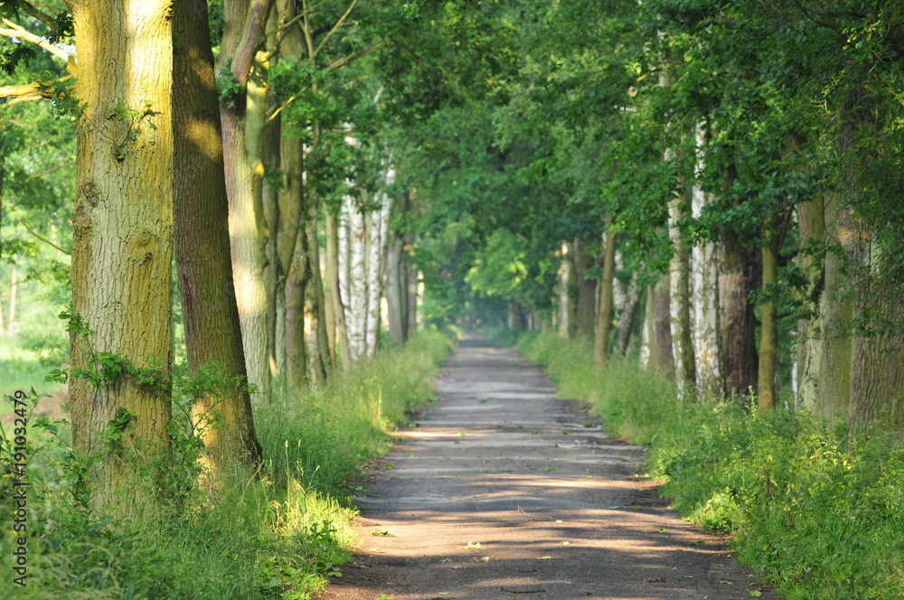 Fototapeta premium alley