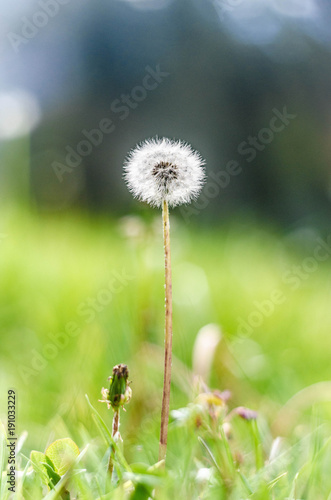 Fototapeta Naklejka Na Ścianę i Meble -  Diente de león en la pradera