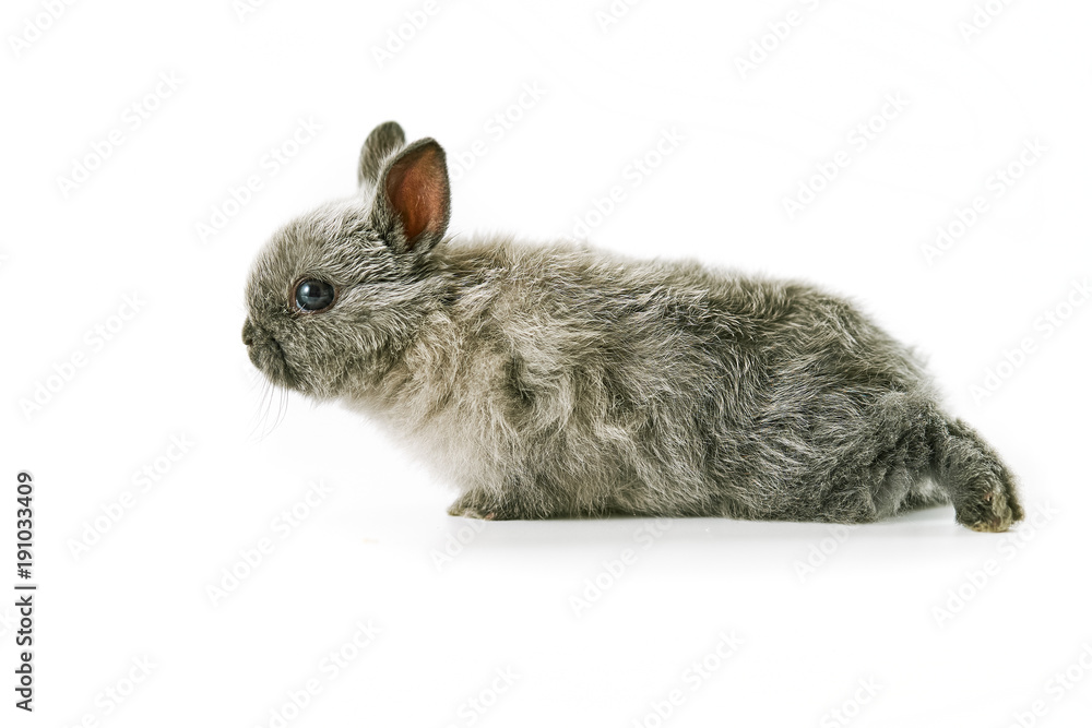 Obraz premium Baby rabbit isolated