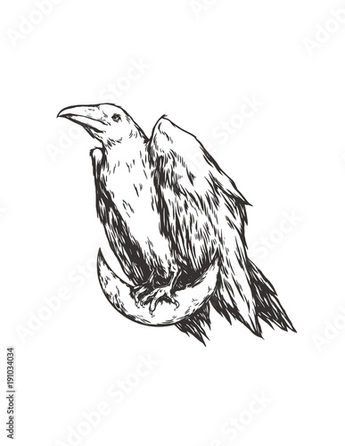 White raven sitting on the moon. Crescent and crow. Graphic original illustration. It can be used for printing on t-shirts, postcards, or used as ideas for tattoos.