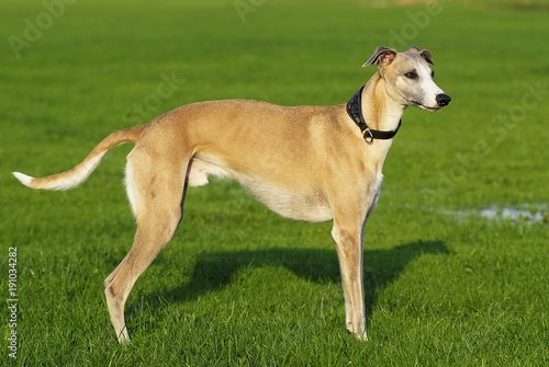 Fotografija Whippet steht in einer Wiese