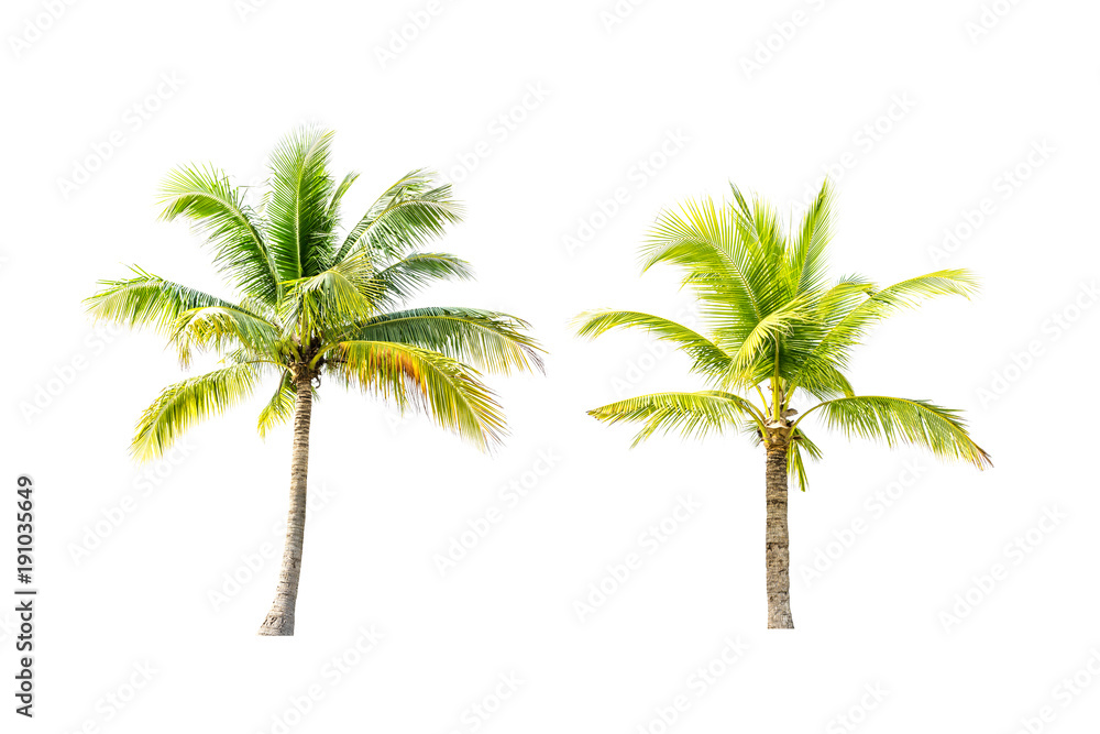 Obraz premium Coconut trees on white background.