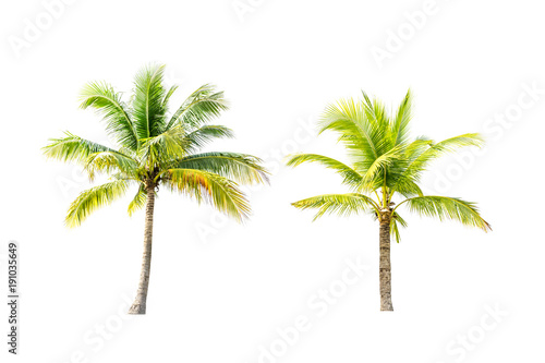 Coconut trees on white background.