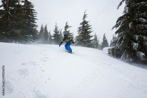 Snowboarder rides amidst huge snow-covered fir trees during a blizzard © sanechka