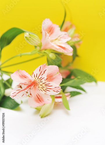 Alstroemeria on light background with space for text