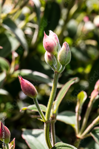 buds of Tibouchina urvilleana over natural background