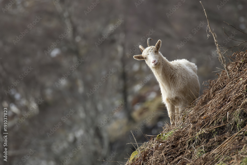 feral goat, capra hircus, buck, nanny, kid, grazing, foraging on a rocky slope during winter in the cairngorm national park. feral goat, capra hircus, buck, nanny, kid, grazing, foraging on a rocky slope during winter in the cairngorm national park.