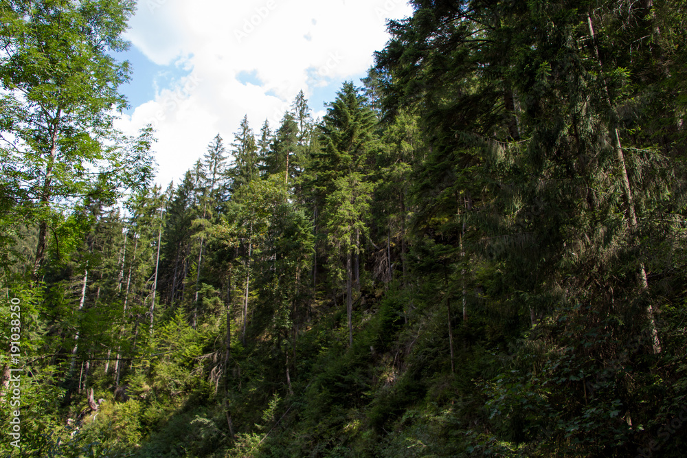 Landscapes of the mountains and mountain forest. Carpathian mountains. Europe. Ukraine.