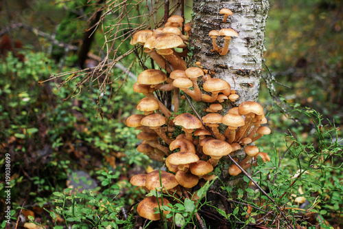Mushrooms honey agariki grow in the autumn forest